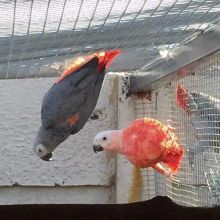 Cute male and female African grey parrots Image eClassifieds4u 2