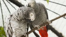 Cute male and female African grey parrots for sale (homeafricangrey@gmail.com) Image eClassifieds4u 2
