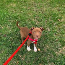 Male and Female Pitbull Puppies for adoption (mellissadaniel787@gmail.com) Image eClassifieds4U