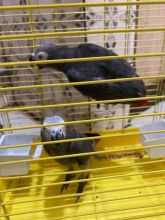 Talking pair of African grey parrots for sale Image eClassifieds4u 3