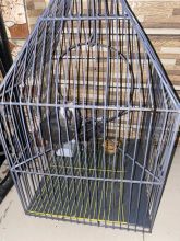 Talking pair of African grey parrots for sale Image eClassifieds4u 2