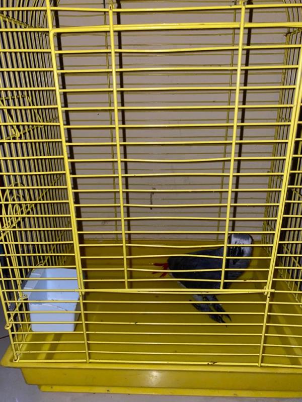 Male African grey parrots available for sale (homeafricangrey@gmail.com) Image eClassifieds4u
