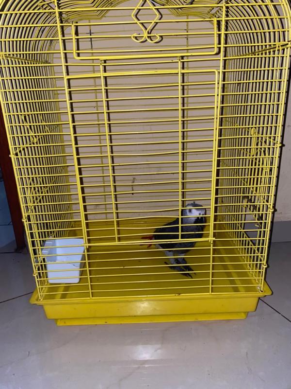 Male African grey parrots available for sale (homeafricangrey@gmail.com) Image eClassifieds4u