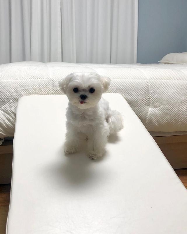 poodle puppies for adoption email (catherinetrang68@gmail.com) Image eClassifieds4u