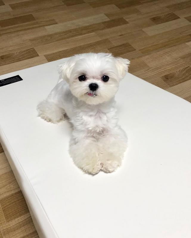 poodle puppies for adoption email (catherinetrang68@gmail.com) Image eClassifieds4u