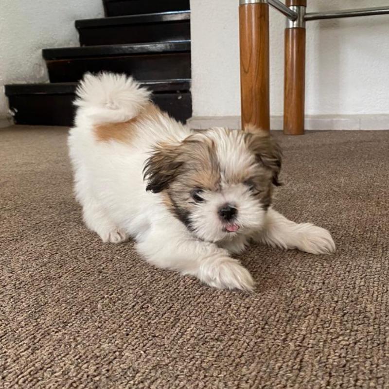 Shih Tzu Puppies Male And Female Puppies For Adoption (williamval909@gmail.com) Image eClassifieds4u