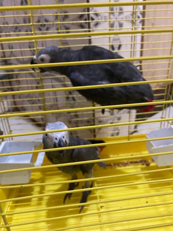 Talking pair of African grey parrots for sale Image eClassifieds4u