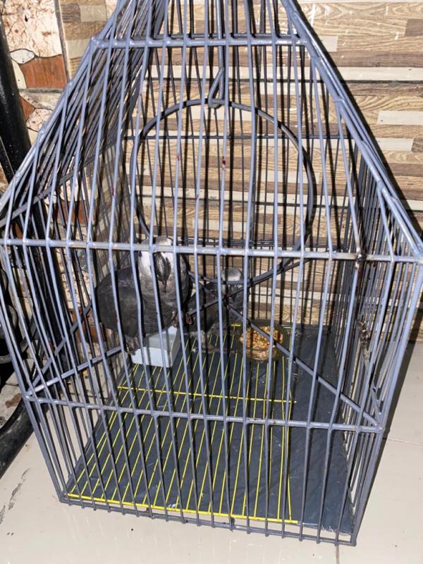 Talking pair of African grey parrots for sale Image eClassifieds4u