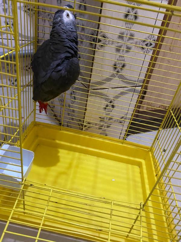 Tamed male and female African grey parrots for sale Email us (homeafricangrey@gmail.com) Image eClassifieds4u