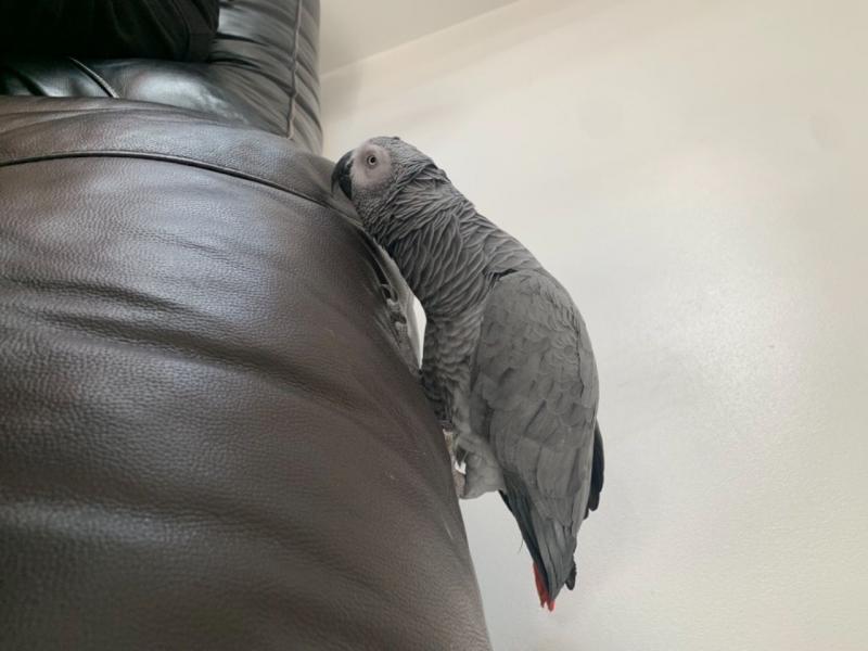 Tamed male and female African grey parrots for sale Email us (homeafricangrey@gmail.com) Image eClassifieds4u