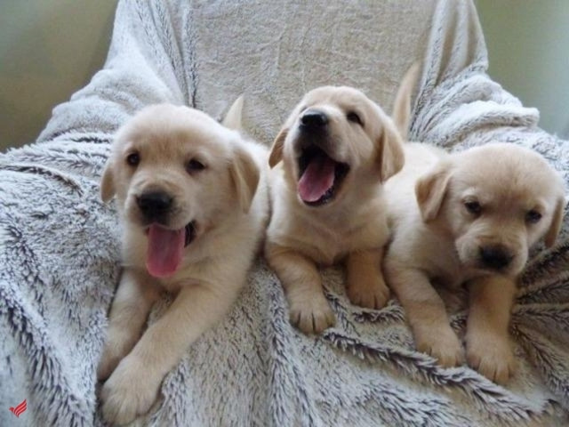 Labrador retriever puppies for adoption email me urgently on kaileynarinder31@gmail.com Image eClassifieds4u