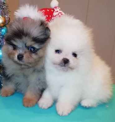 Teacup Pomeranian puppies ready today contact >>> lovelypomeranian155@gmail.com Image eClassifieds4u