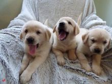 Labrador retriever puppies for adoption email me urgently on kaileynarinder31@gmail.com