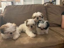 Shih tzu puppies seeking new adopters ASAP email me via.. kaileynarinder31@gmail.com