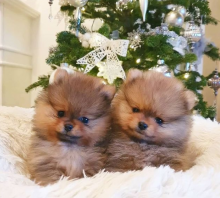 Teacup Pomeranian puppies ready contact >>contact >>> lovelypomeranian155@gmail.com