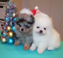 Teacup Pomeranian puppies ready today contact >>> lovelypomeranian155@gmail.com