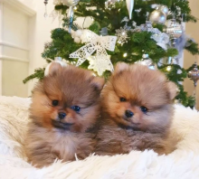 Teacup Pomeranian puppies ready today contact >>> lovelypomeranian155@gmail.com