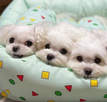 Absolutely Friendly Maltese Puppies for adoption email me via merrymaltesepuppies@gmail.com