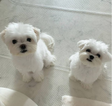 Absolutely Friendly Maltese Puppies for adoption email me via merrymaltesepuppiesgmail.com