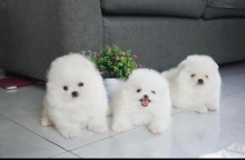 Adorable White Pomeranian Puppies for Adoption Contact...lovelypomeranian155@gmail.com