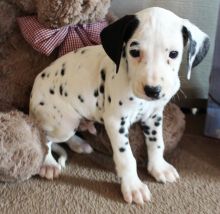 Black spotted Dalmatian puppies ready to leave