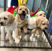 Labrador retriever puppies for adoption email me urgently on kaileynarinder31@gmail.com
