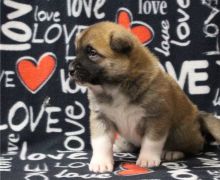 Male and Female Akita puppies,