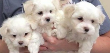 Maltese Puppies Seeking New Homes Urgently Email me via ...merrymaltesepuppies@gmail.com