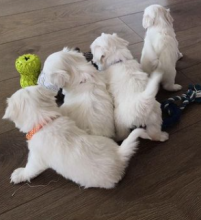 Maltese Puppies Seeking New Homes Urgently Email me via ...merrymaltesepuppies@gmail.com