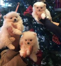 Pomeranian Puppies For Adoption Asap Text 6046749927