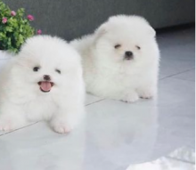 Pomeranian Puppies For Adoption Asap Contact...lovelypomeranian155@gmail.com