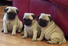 Pug Puppies For Adoption Urgently Contact through ...kaileynarinder31@gmail.com For more details.