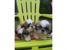 Shih tzu puppies seeking new adopters ASAP email me via.. kaileynarinder31@gmail.com