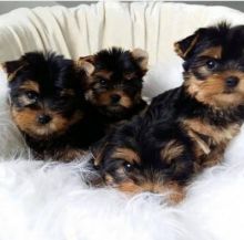 Yorkie puppies are ready for re homing Send inquiries to>>> kaileynarinder31@gmail.com