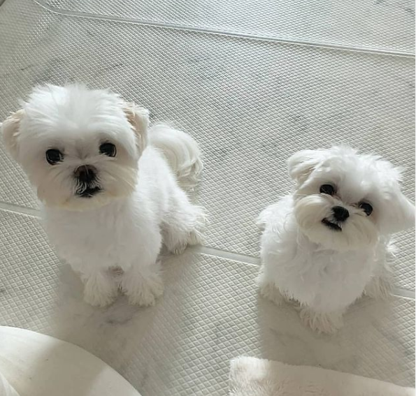 Absolutely Friendly Maltese Puppies for adoption email me via merrymaltesepuppiesgmail.com Image eClassifieds4u