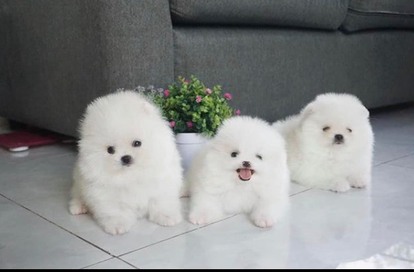 Adorable White Pomeranian Puppies for Adoption Contact...lovelypomeranian155@gmail.com Image eClassifieds4u