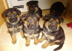 German Shepherd puppies Ready Now kaileynarinder31@gmail.com Image eClassifieds4u