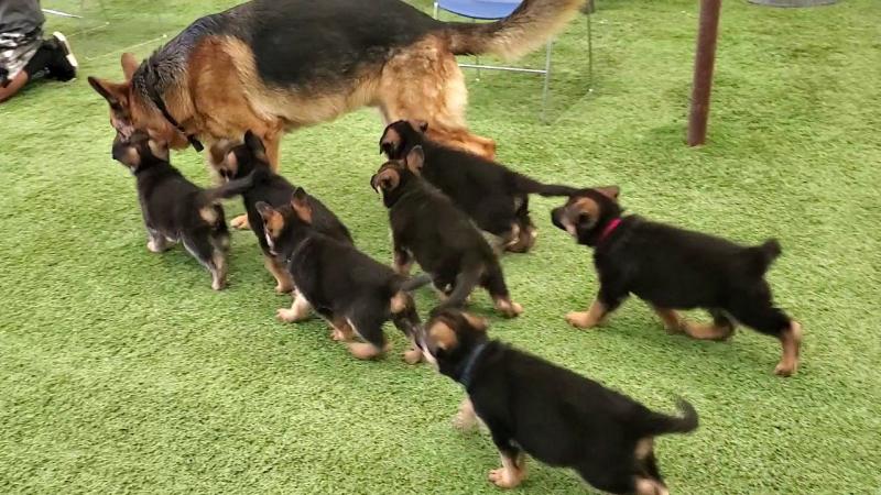 German Shepherd puppies Ready Now kaileynarinder31@gmail.com Image eClassifieds4u