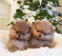 Teacup Pomeranian puppies ready contact >>contact >>> lovelypomeranian155@gmail.com Image eClassifieds4U