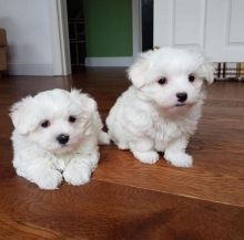Absolutely Friendly Maltese Puppies for adoption email me via merrymaltesepuppies@gmail.com Image eClassifieds4U
