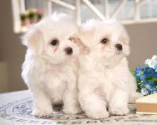 Absolutely Friendly Maltese Puppies for adoption Text 6046749927 Image eClassifieds4u 1