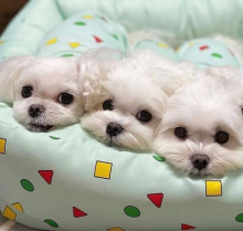 Absolutely Friendly Maltese Puppies for adoption email me via merrymaltesepuppies@gmail.com Image eClassifieds4U