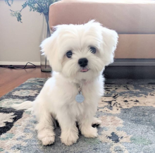 Absolutely Friendly Maltese Puppies for adoption email me via merrymaltesepuppies@gmail.com Image eClassifieds4U