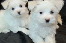 Maltese Puppies Seeking New Homes Urgently Email me via ...merrymaltesepuppies@gmail.com Image eClassifieds4u 3