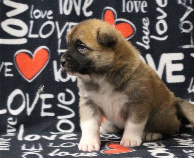 Male and Female Akita puppies, Image eClassifieds4u