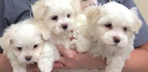 Maltese Puppies Seeking New Homes Urgently Email me via ...merrymaltesepuppies@gmail.com Image eClassifieds4u