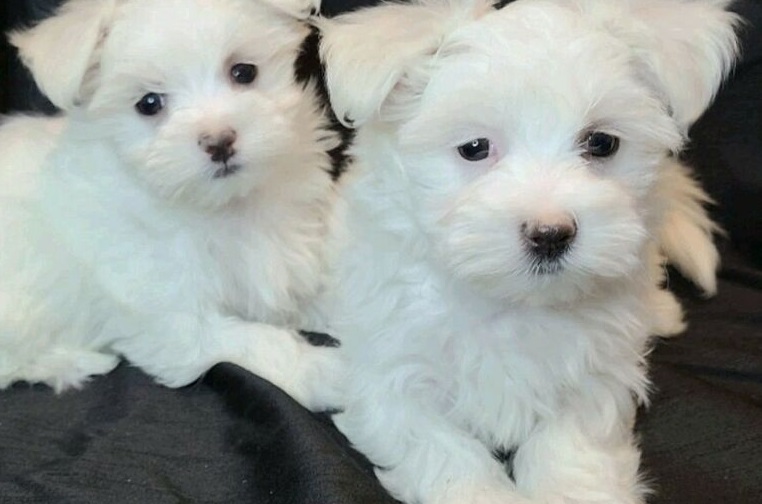 Maltese Puppies Seeking New Homes Urgently Email me via ...merrymaltesepuppies@gmail.com Image eClassifieds4u