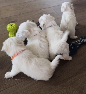 Maltese Puppies Seeking New Homes Urgently Email me via ...merrymaltesepuppies@gmail.com Image eClassifieds4u