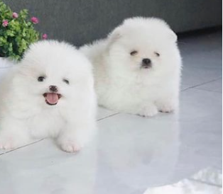 Pomeranian Puppies For Adoption Asap Contact...lovelypomeranian155@gmail.com Image eClassifieds4u