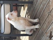 1 white male 6 month old pit bull